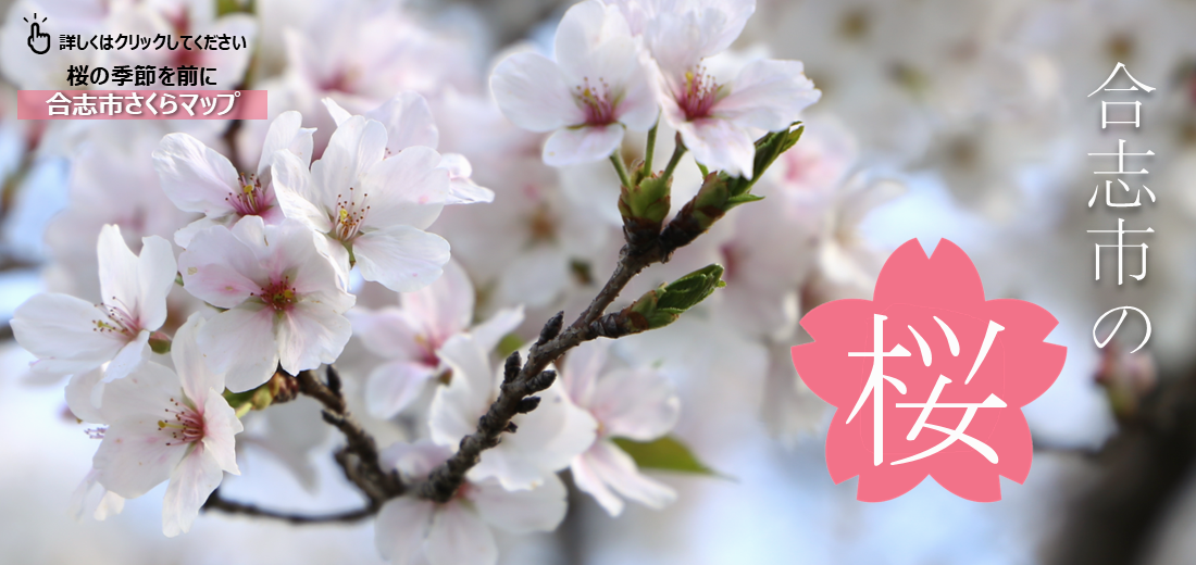 合志市内でも例年3月下旬に桜の花が見られる場所があります。主な場所を紹介します。