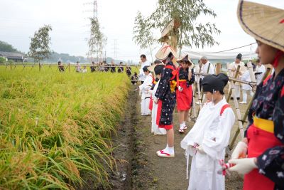 稲を刈り取るため献穀田に入った関係者の様子です。