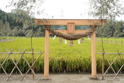 献穀田の様子です。