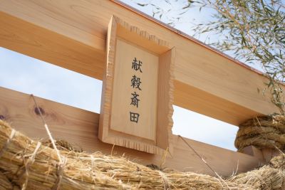 献穀斎田の様子です。