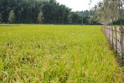 黄金色に実った稲穂が並ぶ献穀田の様子です。