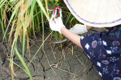 鎌を使って刈り取る様子です。