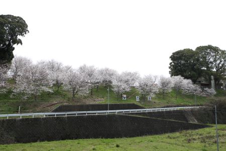 桜の丘（西合志第一小学校横）