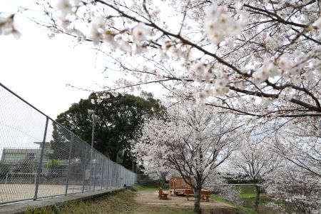桜の丘（西合志第一小学校横）