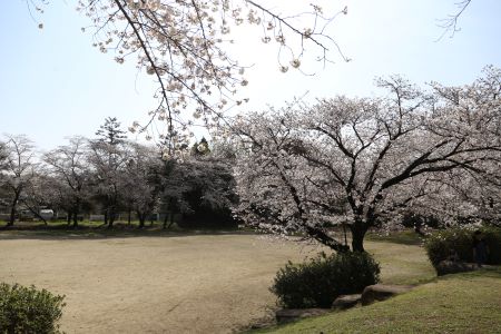 中央運動公園