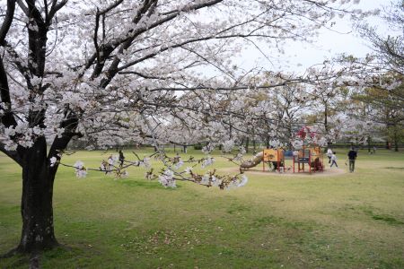 元気の森公園