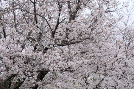 泉ヶ丘市民センター