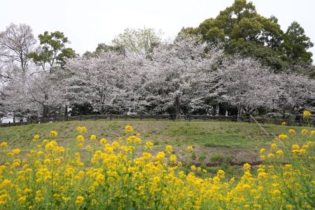 蛇ノ尾公園