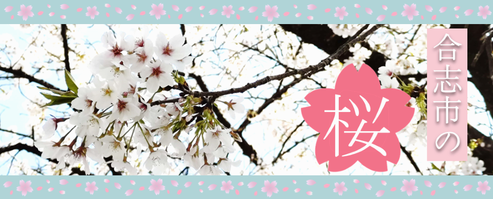 合志市で桜が見られる場所を紹介します。1000