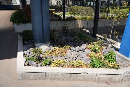 雨庭の様子です