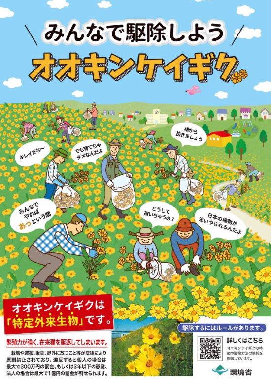 オオキンケイギクチラシ