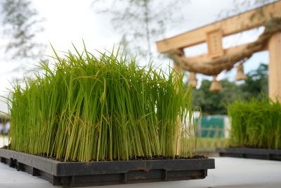 御田植の儀で植えられる苗