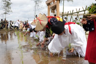 苗を丁寧に植えるこどもたち。