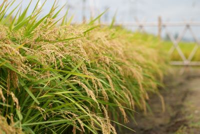 黄金色に実った稲穂です。