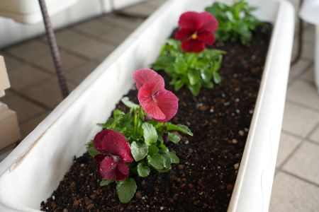 プランターに植えられたビオラです。